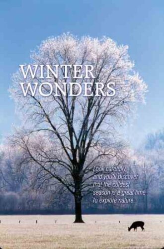 Winter Wonders